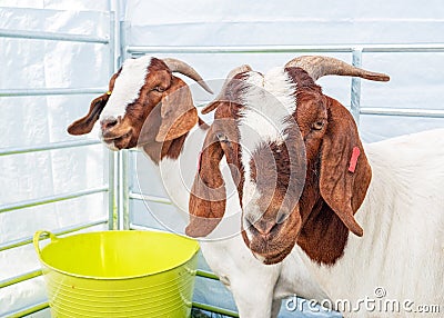 Boer Goats, Hanbury Countryside Show, Worcestershire, England. Stock Photo