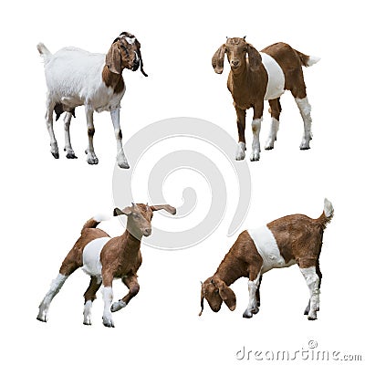 Boer Goats isolated on white Stock Photo