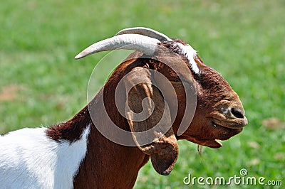 Boer Nanny Goat Stock Photo
