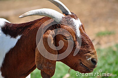 Boer Nanny Goat Stock Photo