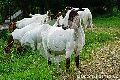 Boer 100 white goat Stock Photo