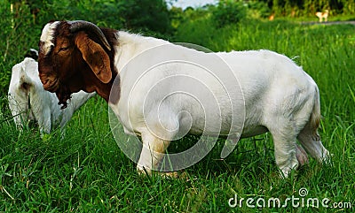 Boer 100 white goat Stock Photo