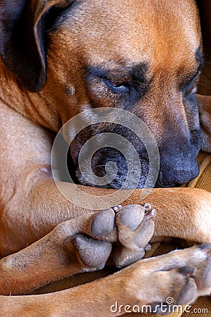 A boerboel canine breed Stock Photo