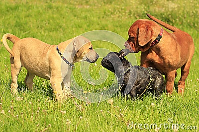 Boerboel puppy - Dogue de Bordeaux puppy - French bulldog puppy Stock Photo