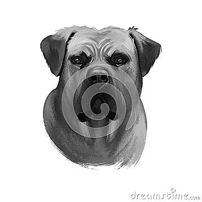 Boerboel, South African Mastiff dog illustration isolated on white background. South Africa origin working farm dog, guardian dog Cartoon Illustration