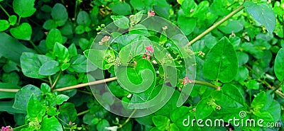 Boerhavia diffusa punarnawa gajpurna creeper close up Stock Photo