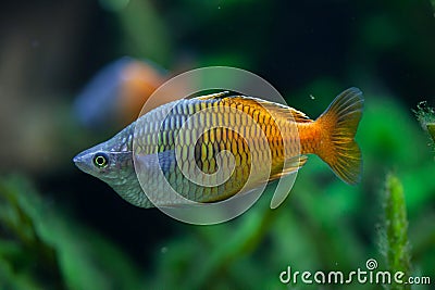 Boeseman's rainbowfish (Melanotaenia boesemani). Stock Photo