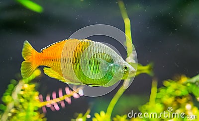 Boesemani rainbow fish in closeup, colorful and popular pet in aquaculture, tropical and endangered fish specie from lake ayamaru Stock Photo