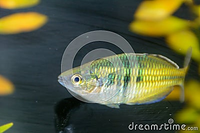 Boesemani Rainbow Fish. Rainbow fish female from genus Melanotaenia in aquarium. Stock Photo
