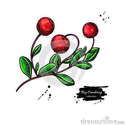 Bog cranberry vector drawing. Vaccinium oxycoccos isolated illustration Vector Illustration