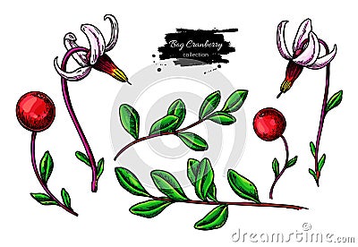 Bog cranberry vector drawing. Vaccinium oxycoccos isolated illustration. Vector Illustration