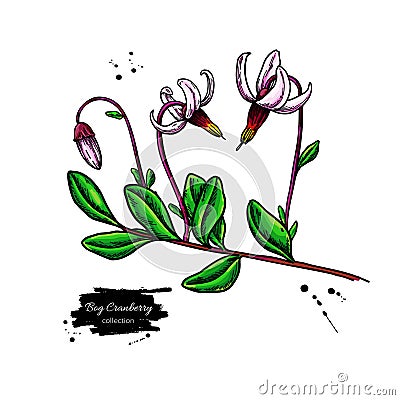 Bog cranberry vector drawing. Vaccinium oxycoccos isolated illustration Vector Illustration