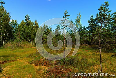 Bog in the Kemeri national park landscape background, late summer, selective focus Stock Photo