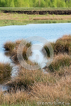 Bog landscape with moor grass in the water in a peat mining area Stock Photo