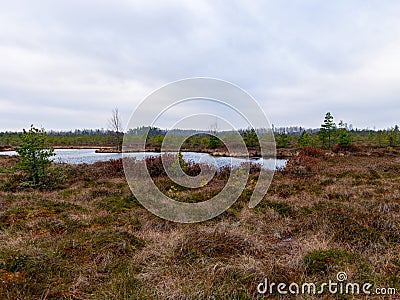 Bog landscape with red mosses, small bog pines Stock Photo