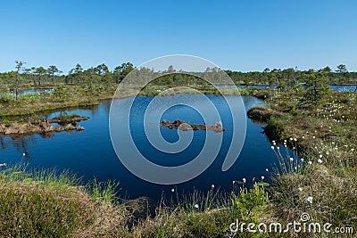 bog landscape, spring-colored bog vegetation, small bog lakes, islands covered with small bog pines, grass, moss Stock Photo