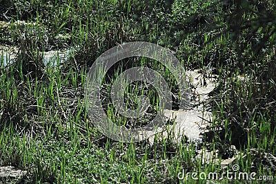 Bog mud water swamp marsh Stock Photo