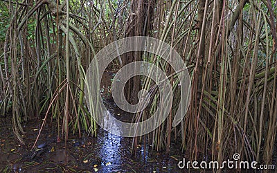 The bog in the primeval forest with rees and plants Stock Photo