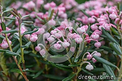 Bog-rosemary Andromeda polifolia Blue Ice, pink flowering plant Stock Photo