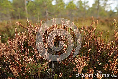 Bog's flora Stock Photo