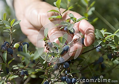 Bog whortleberry 2 Stock Photo