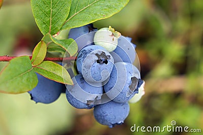 Bog whortleberry Vaccinium uliginosum. Stock Photo