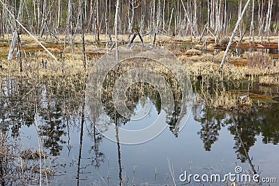 Bogging of a pond among the spring wood Stock Photo