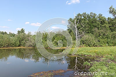 Bogging of a pond among trees Stock Photo