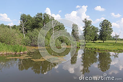 Bogging of a pond among trees Stock Photo