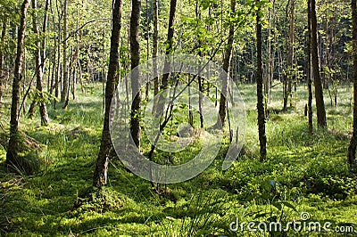 Boggy forest Stock Photo