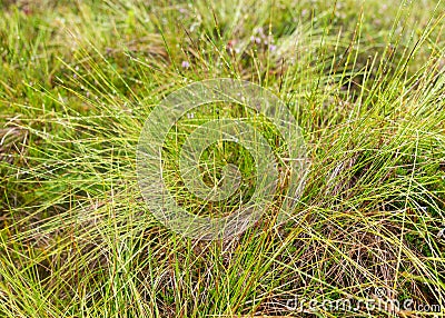 Boggy forest vegetation, plants, grass, moss in the rain, autumn Stock Photo