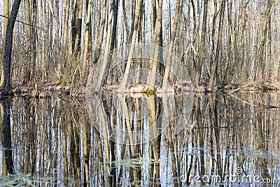 Boggy ground Stock Photo