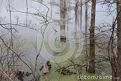 Swamp in Mississippi Stock Photo