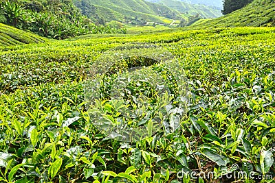 BOH Plantations Editorial Stock Photo