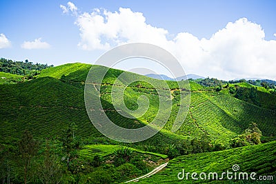 Boh Tea Plantation Cameron Highland - Scenic Splendor with Its Stark Natural Beauty. Stock Photo