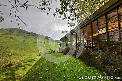 Boh Tea Garden Editorial Stock Photo