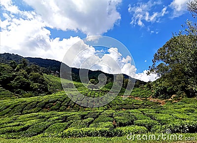 Boh tea Mountain Stock Photo