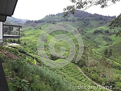 BOH Tea mountain @ malaysia Stock Photo