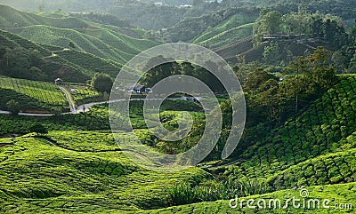 BOH tea plantation Stock Photo