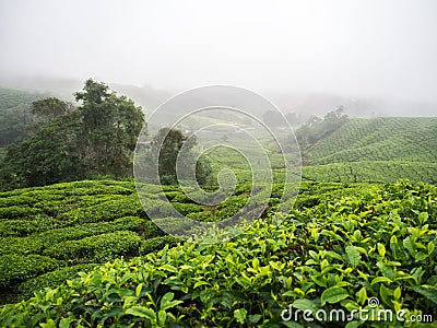 Boh Tea plantation in Cameron highlands Stock Photo