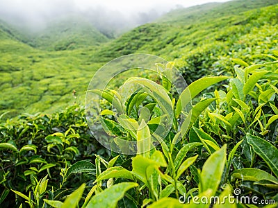 Boh Tea plantation in Cameron highlands Stock Photo