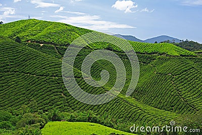 Boh Tea Plantation, Malaysia Stock Photo