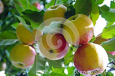 Bohemia Gold Apples Stock Photo