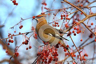 Bohemian Waxwing Stock Photo