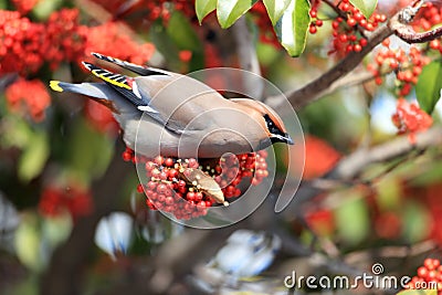 Bohemian Waxwing Stock Photo