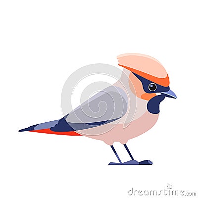 Bohemian waxwing Bombycilla garrulus is a bird of the Bombycillidae family. Waxwing bird Cartoon flat character of Vector Illustration