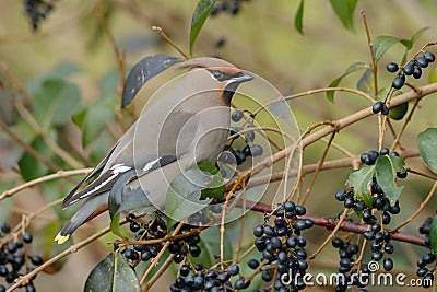 Bohemian Waxwing (Bombycilla garrulus) Stock Photo