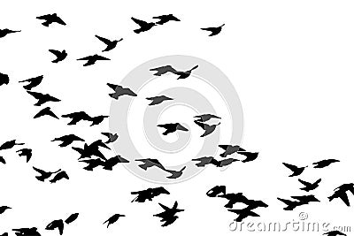 Bohemian waxwing in flight. Vector silhouette a flock of birds Vector Illustration