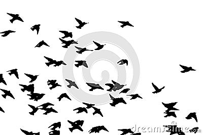 Bohemian waxwing in flight. Vector silhouette a flock of birds Vector Illustration