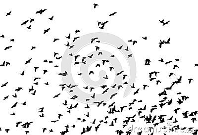 Bohemian waxwing in flight. Vector silhouette a flock of birds Vector Illustration